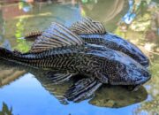 Bahaya Ikan Sapu Sapu: Kenapa Hama & Apakah Bisa Dimakan?