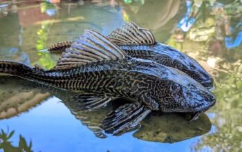 Bahaya Ikan Sapu Sapu: Kenapa Hama & Apakah Bisa Dimakan?