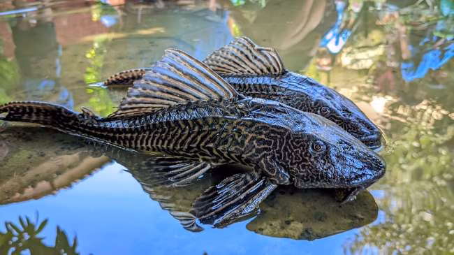 Bahaya Ikan Sapu Sapu: Kenapa Hama & Apakah Bisa Dimakan?