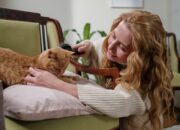 Panduan Lengkap Cara Merawat Kucing Untuk Pemilik Pemula