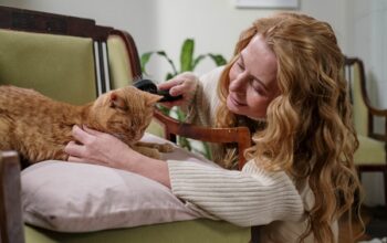 Panduan Lengkap Cara Merawat Kucing Untuk Pemilik Pemula