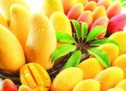 Bukan Sekadar Buah! Bongkar Rahasia Manfaat Buah Mangga untuk Kulit Glowing, Ibu Hamil, dan Si Kecil