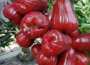 10 Manfaat Tersembunyi Jambu Air: Rahasia Sehat dan Cantik Alami!