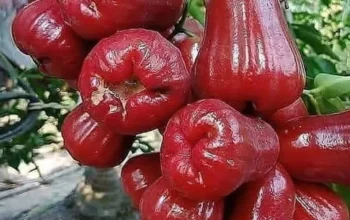 10 Manfaat Tersembunyi Jambu Air: Rahasia Sehat dan Cantik Alami!