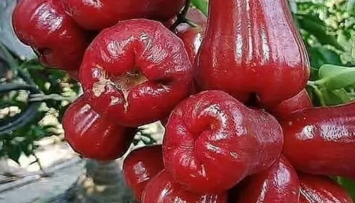 10 Manfaat Tersembunyi Jambu Air: Rahasia Sehat dan Cantik Alami!