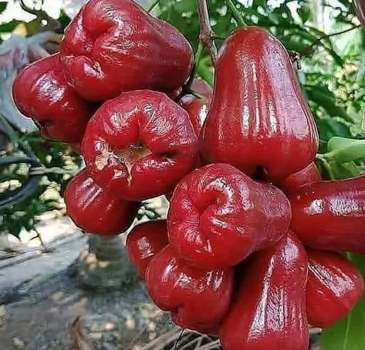 10 Manfaat Tersembunyi Jambu Air: Rahasia Sehat dan Cantik Alami!