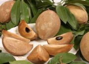 Bunda, Jangan Skip Buah Ini! Ini Rahasia Awet Muda dan Sehat dari Sawo Manis