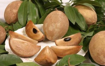 Bunda, Jangan Skip Buah Ini! Ini Rahasia Awet Muda dan Sehat dari Sawo Manis