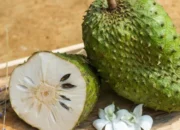 Buah “Ajaib” yang Terlupakan? Ini Khasiat Sirsak untuk Kesehatan Keluarga