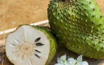 Buah "Ajaib" yang Terlupakan? Ini Khasiat Sirsak untuk Kesehatan Keluarga