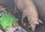 Kecelakaan Maut di Medan Denai: Driver Ojol Tewas Tertabrak Kereta