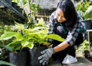 Manfaat Berkebun untuk Kesehatan Mental: Ketenangan