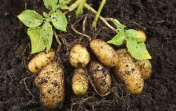 10 Manfaat Sayur Kentang untuk Kesehatan yang Luar Biasa