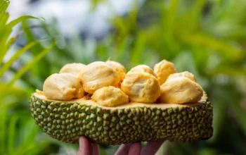 Rahasia Khasiat Buah Cempedak: Benarkah Lebih Sehat dari Nangka?