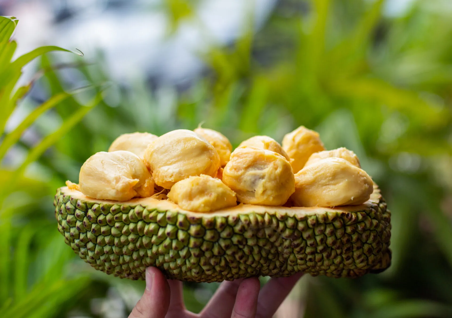 Rahasia Khasiat Buah Cempedak: Benarkah Lebih Sehat dari Nangka?