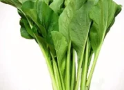 10 Manfaat Sayur Sawi untuk Kesehatan dan Tips Memasaknya