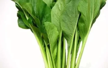 10 Manfaat Sayur Sawi untuk Kesehatan dan Tips Memasaknya