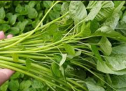 10 Manfaat Sayur Bayam untuk Kesehatan yang Sangat Luar Biasa