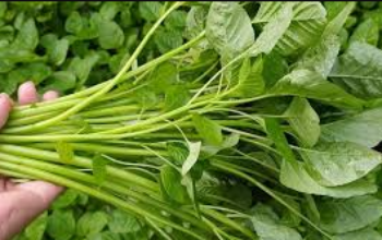 10 Manfaat Sayur Bayam untuk Kesehatan yang Sangat Luar Biasa