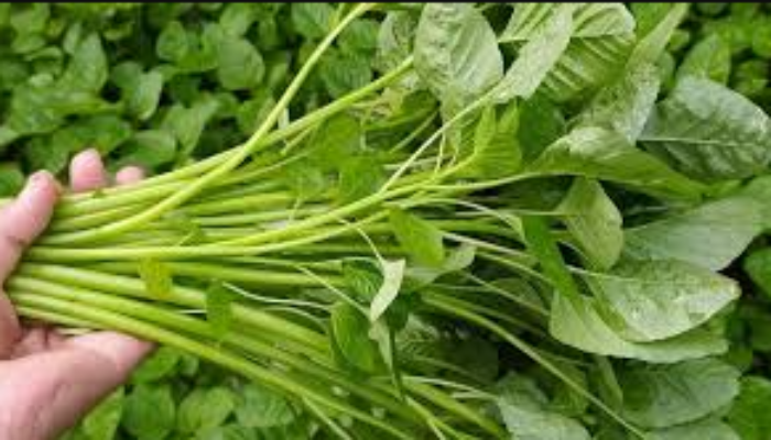 10 Manfaat Sayur Bayam untuk Kesehatan yang Sangat Luar Biasa