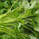 10 Manfaat Sayur Bayam untuk Kesehatan yang Sangat Luar Biasa