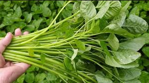 10 Manfaat Sayur Bayam untuk Kesehatan yang Sangat Luar Biasa