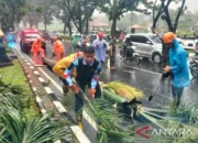 Kecelakaan Maut Bogor: Pengendara Motor Tewas Tertimpa Pohon Tumbang