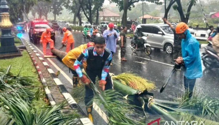 Kecelakaan Maut Bogor: Pengendara Motor Tewas Tertimpa Pohon Tumbang