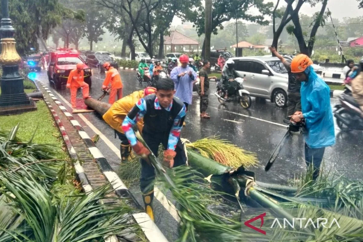 Kecelakaan Maut Bogor: Pengendara Motor Tewas Tertimpa Pohon Tumbang
