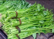 Rahasia Manfaat Sayur Kangkung untuk Kesehatan Tubuh Anda