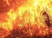 Kebakaran Hutan Jepang Terkendali: Ribuan Tentara Berhasil Padamkan Api