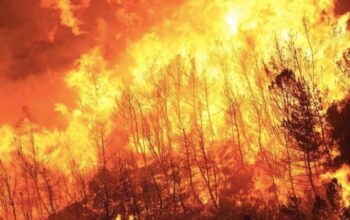 Kebakaran Hutan Jepang Terkendali: Ribuan Tentara Berhasil Padamkan Api