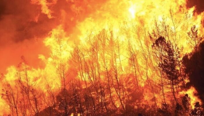 Kebakaran Hutan Jepang Terkendali: Ribuan Tentara Berhasil Padamkan Api