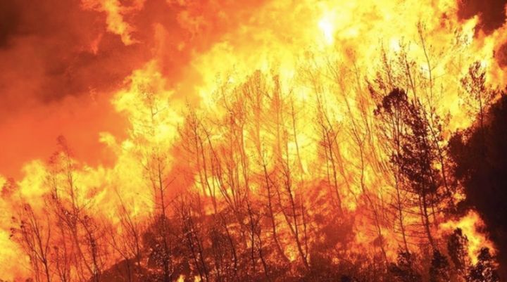 Kebakaran Hutan Jepang Terkendali: Ribuan Tentara Berhasil Padamkan Api