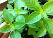Rahasia Manfaat Sayur Kemangi untuk Kesehatan Tubuh Anda