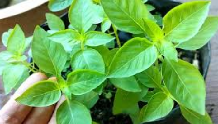 Rahasia Manfaat Sayur Kemangi untuk Kesehatan Tubuh Anda